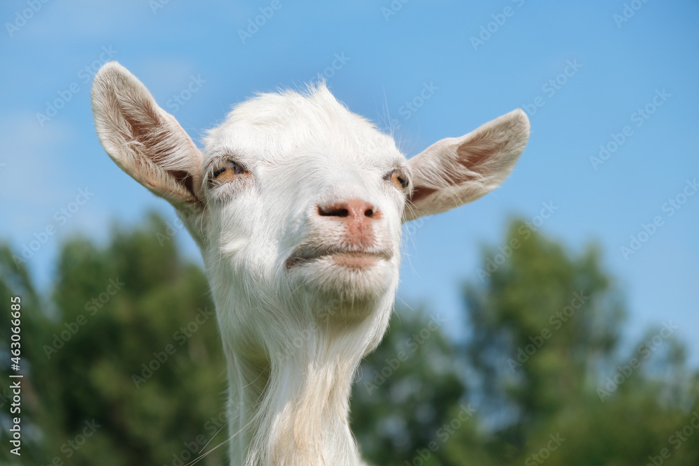 Obraz premium Funny cute white goat face outdoor in summer,looking in distance,think on background of blue sky,green grass,meadow in countryside.Groomed,well-cared farm animal.Close-up shot from below.