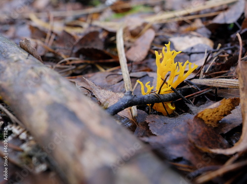 Jelly fungus - yellow stagshorn (Calocera viscosa) growing on forest soil