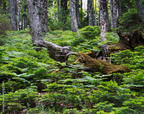 Beautiful shot of in the forest of Dirfys in Greece photo