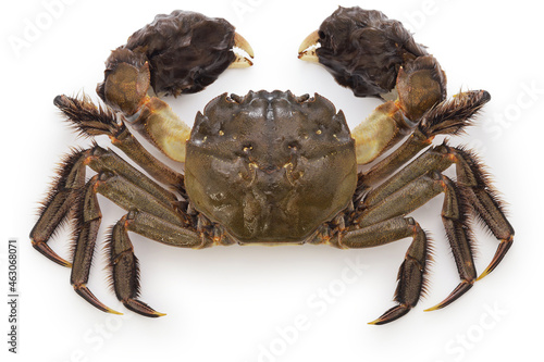 Japanese mitten crab.
This crab is the same kind of crab as the Shanghai hairy crab.
 photo