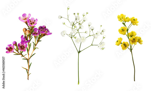 Set of small sprigs of yellow flowers of berberis thunbergii, pink chamelaucium and white gypsophila isolated photo