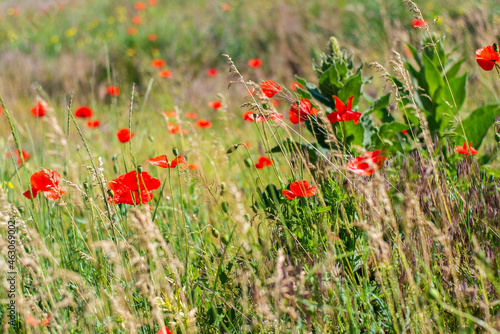 Many red poppies among the meadow grass. Cozy summer warm photo. Blurred background