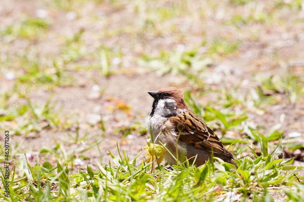 Fototapeta premium 日本のスズメ