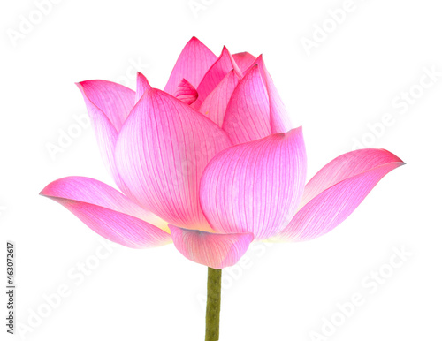 lotus isolated on white background.