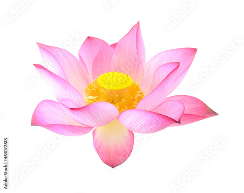 lotus isolated on white background. © sangsiripech