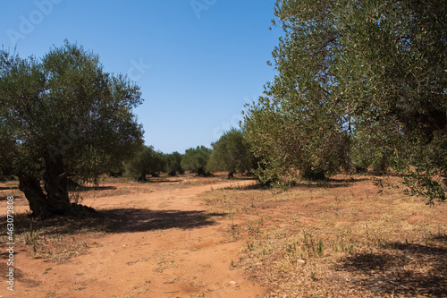 Olive trees grove i in a red field soil in Crete