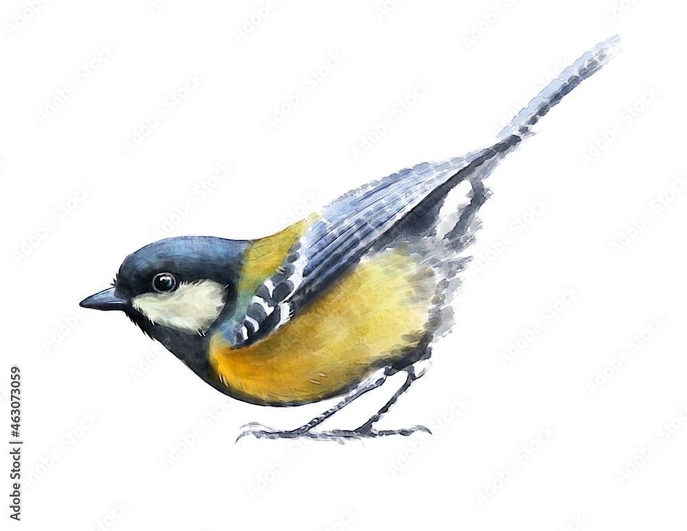 Obraz premium Great Tit, bird, watercolor drawing, digital illustration, animal.