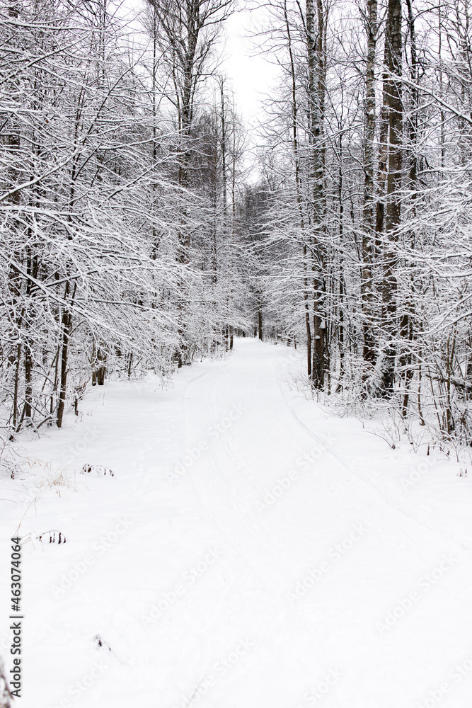 Snow footpath in the forest in winter among the trees. Nature of Russia. Snow footpath in the forest in winter among the trees. Nature of Russia.