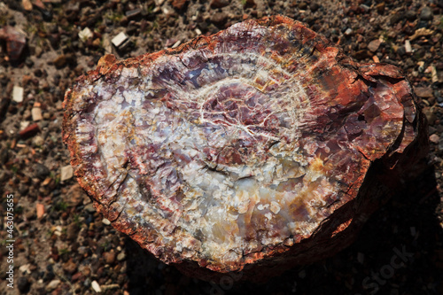 Petrified Forest National Park