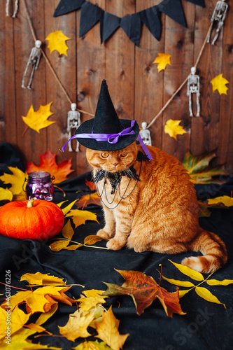 Angry orange cat wearing witch hat sitting Halloween background photo