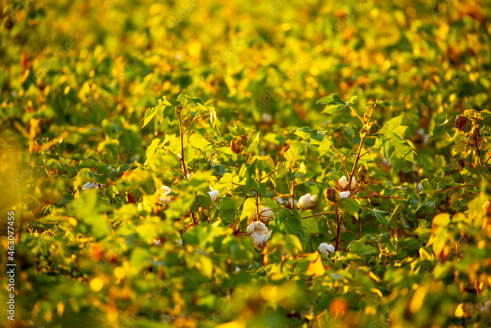 Obraz premium The cotton plant is grown in the field for industrial purposes. Close-up cotton flower in the light of the setting sun. Background with copy space and place for text.