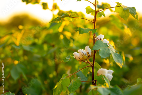 The cotton plant is grown in the field for industrial purposes. Close-up cotton flower in the light of the setting sun. Background with copy space and place for text.