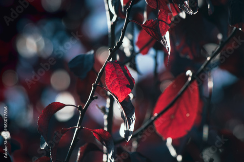 red autumn leaves on the tree © Marcin