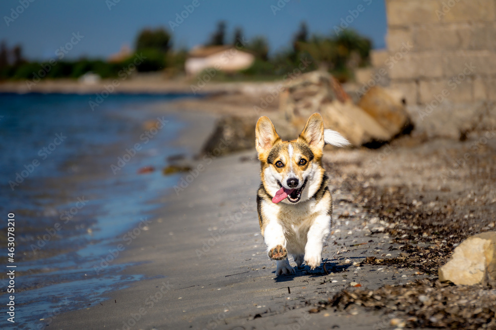 Welsh Corgi Pembroke dog running on the beach in the summer