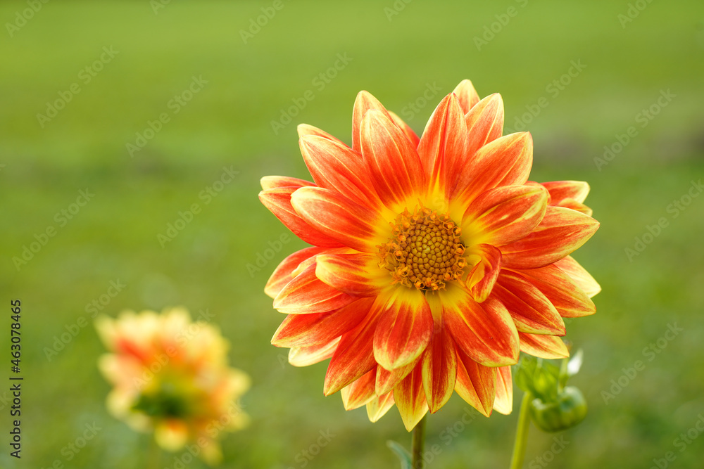 Dazzling magic dahlia flowers growing in a field. Layered orange, yellow and red flower. Dazzling magic dahlia flowers growing in a field. Layered orange, yellow and red flower.