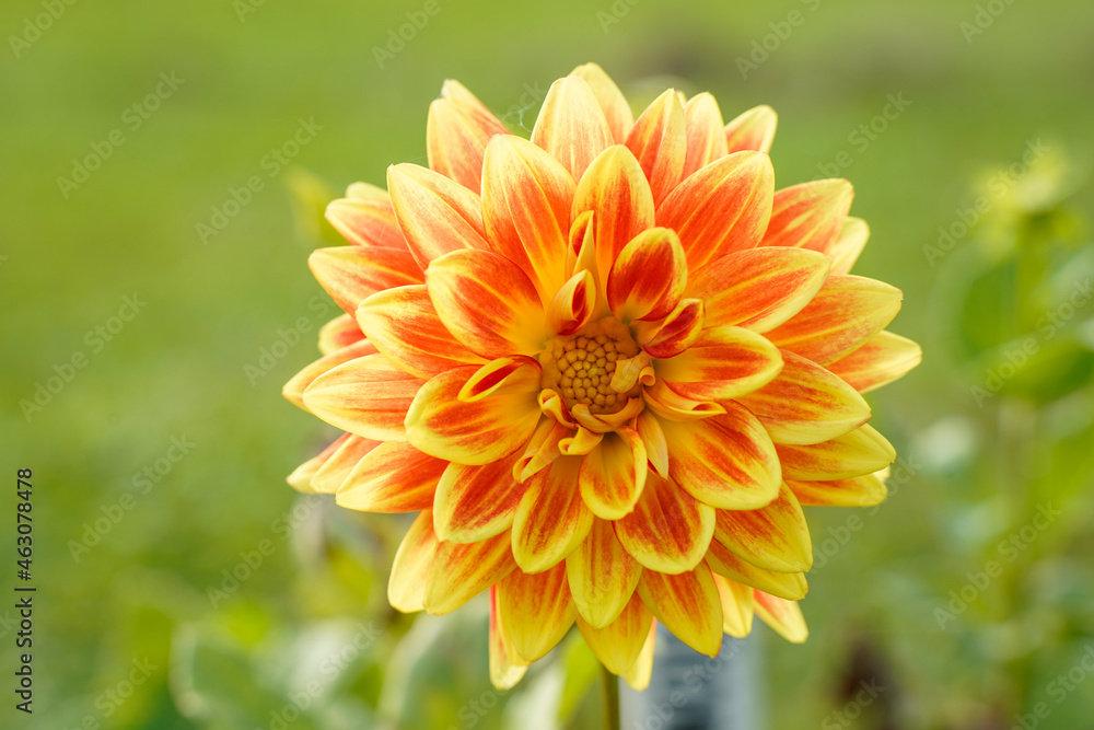 Single dazzling magic dahlia flower growing in a field. Multi layered orange, yellow and red flower. Single dazzling magic dahlia flower growing in a field. Multi layered orange, yellow and red flower.