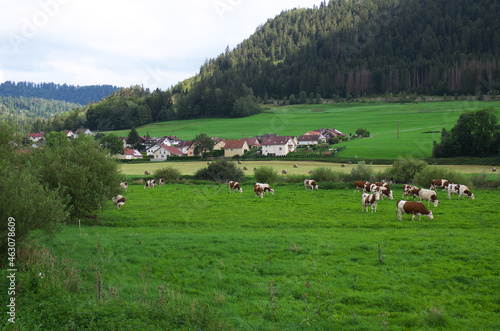 Montbéliard cows in a field in Villers-le-Lac.