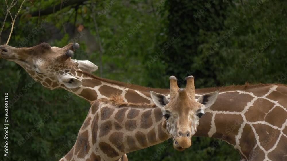Two Giraffes feeding next to each other on the green grasslands of Africa