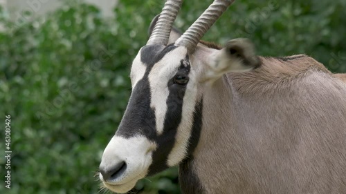 Close-up portrait of an isolated Gemsbok (Oryx gazella) male surrounded by green bushes in southern Africa. photo