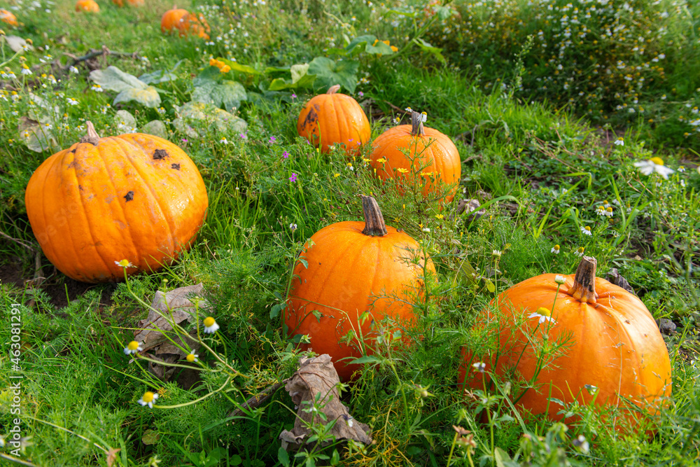 Obraz premium Reife Kürbisse auf einem Feld im Oktober