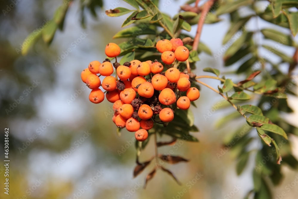 Red large clusters of mountain ash on a branch with green leaves Red large clusters of mountain ash on a branch with green leaves