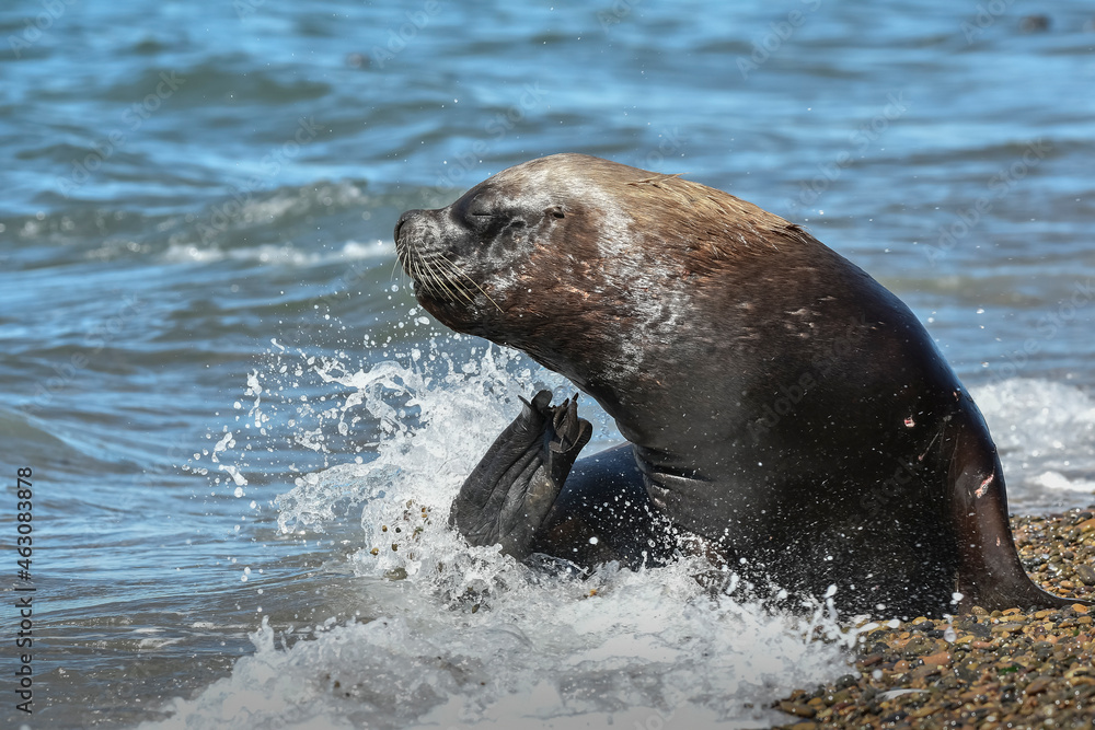 Fototapeta premium Male Sea Lion , Patagonia, Argentina