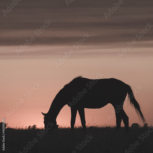 Horse silhouette at sunset  in the coutryside  La Pampa  Argentina.