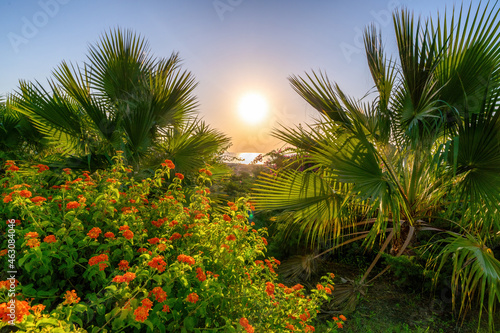 a piece of the sea and the sun rising above it shines through palm trees and other tropical plants