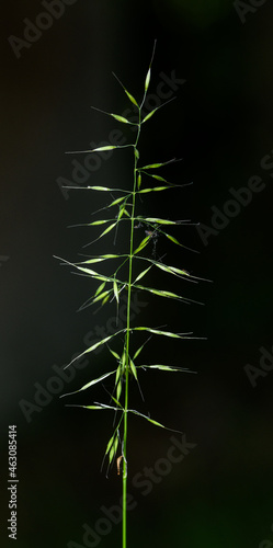 grass inflorescence in detail on dark background