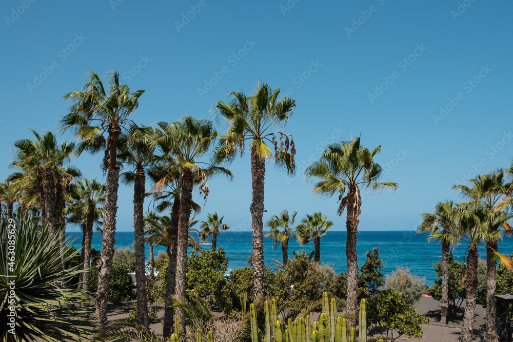 Palm tree garden, cacti plants and ocean background, Playa Jardin Tenerife