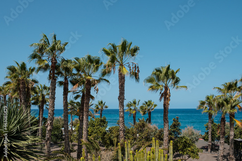 Palm tree garden, cacti plants and ocean background, Playa Jardin Tenerife