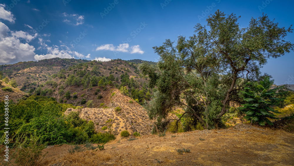 Fototapeta premium Olive tree growing on the mountainside