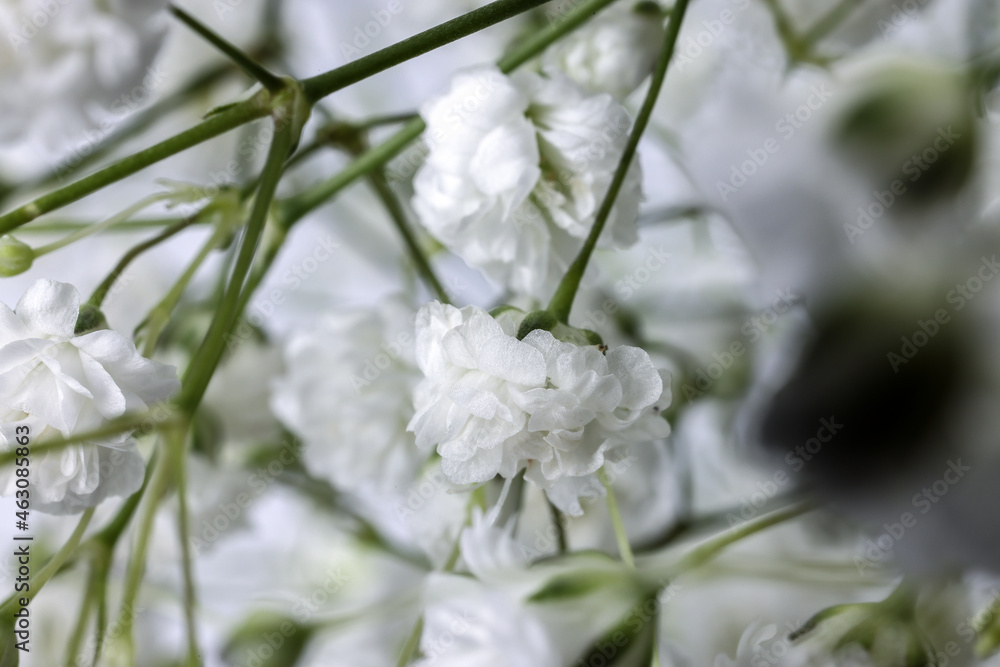 Small white busy baby breath flower bunch on white background Small white busy baby breath flower bunch on white background