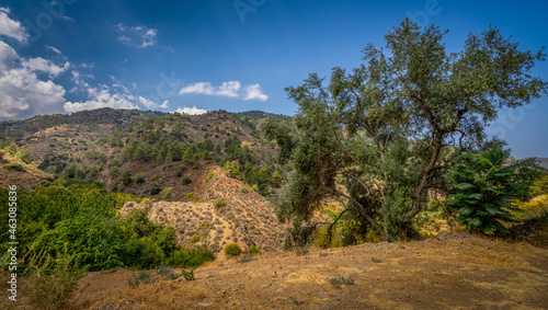 Olive tree growing on the mountainside