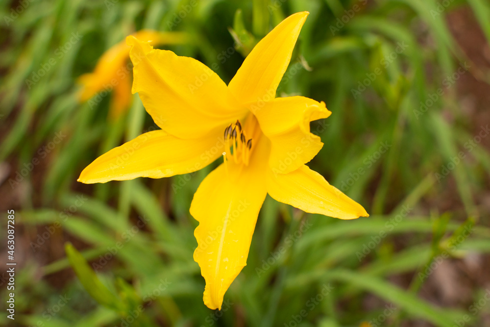 Beautiful yellow narcissus in the park Ibirapuera in Sao Paulo, Brazil Beautiful yellow narcissus in the park Ibirapuera in Sao Paulo, Brazil