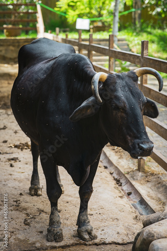 Black cow at the ranch.