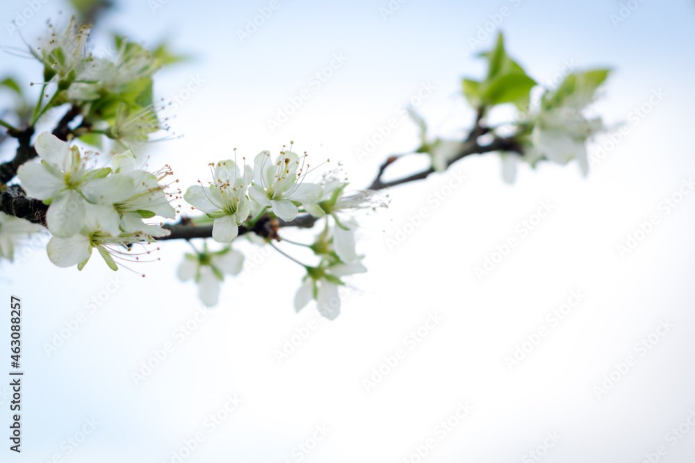 Fleurs de quetsches pruniers au printemps 