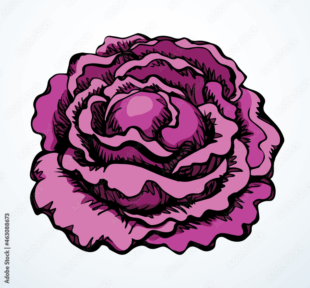 Fototapeta premium Cabbage. Vector drawing icon sign