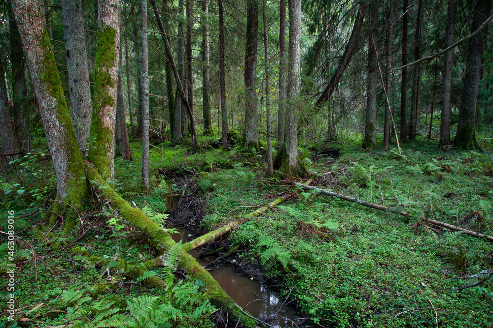 An Estonian old-growth forest with abundance of decaying and old trees during a late summer evening. An Estonian old-growth forest with abundance of decaying and old trees during a late summer evening.
