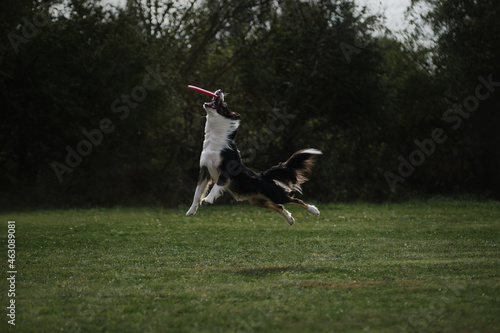 Border collie fluffy black and red color with white chest jumps high and grabs plastic flying saucer with teeth. Border collie catches disc at sports dog competition. Active, very energetic breed.