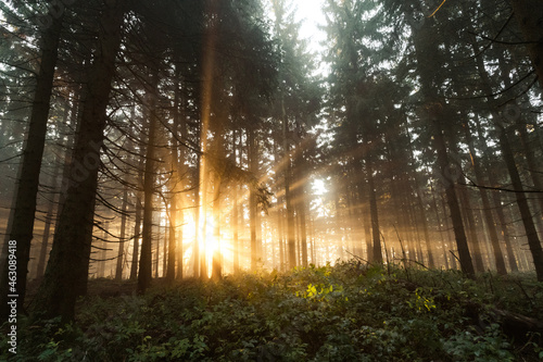 Dramatisches Sonnenlicht scheint durch die Bäume- Rennsteig im Thüringer Wald