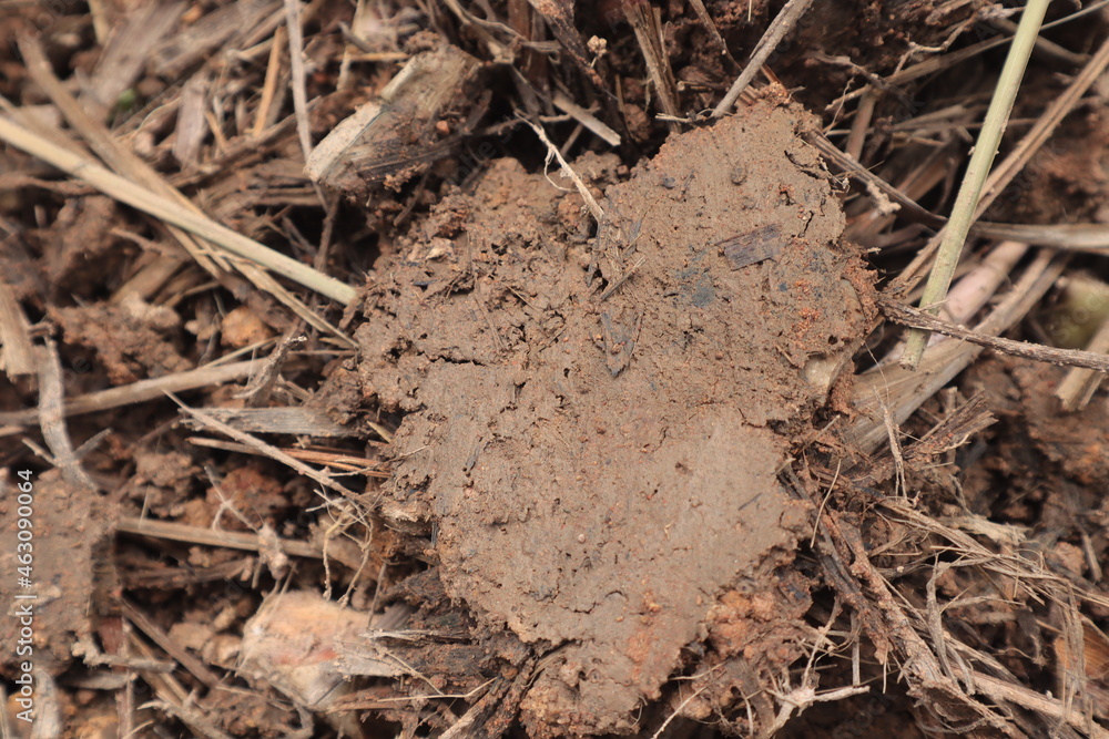 This picture is a lump of dirt with small cracks. on the surface and surrounded by pieces of dry grass. This picture is a lump of dirt with small cracks. on the surface and surrounded by pieces of dry grass.