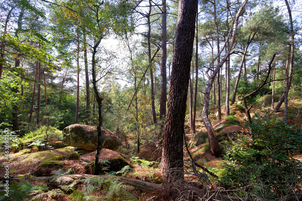 Recloses, path of the crests in fontainebleau forest