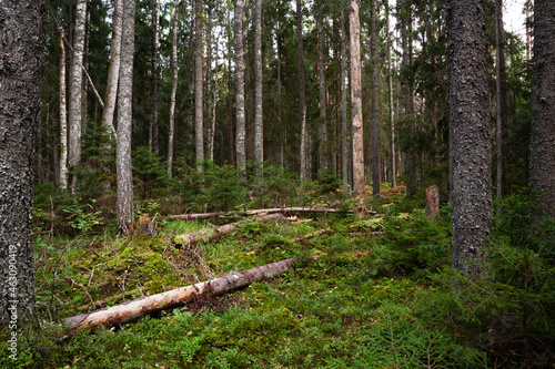 An Estonian old-growth forest with abundance of decaying and old trees during a late summer evening. 