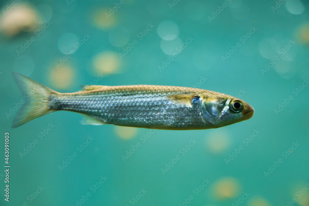 Fototapeta premium アクアリウムの魚たち