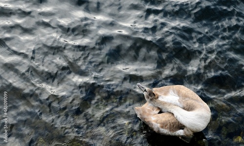 Photography Youth Swan outside the Royal Castle in Stockholm.