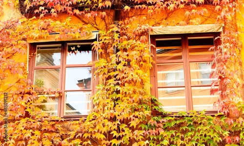 Canvas Print Wild wine on house wall in Stockholm.