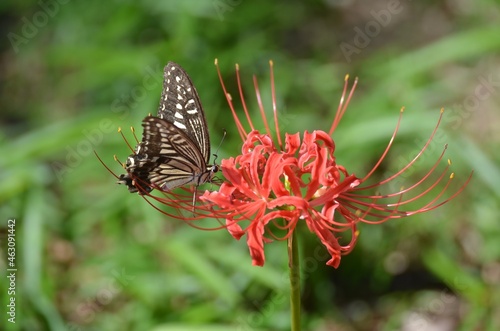 butterfly on flower