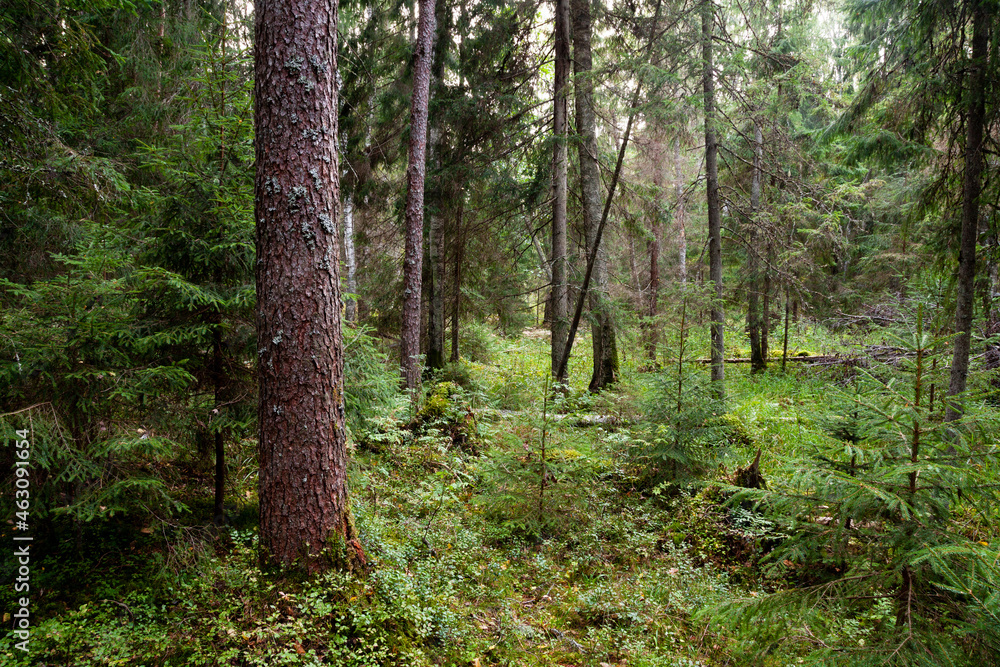 An Estonian old-growth forest with abundance of decaying and old trees during a late summer evening.	