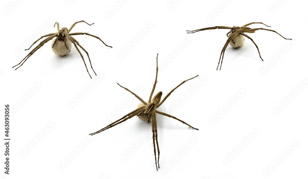 Lycosa tarantula, Wolf spider carrying a silk egg, Iberian Fauna, the largest spider on Europe Lycosa tarantula, Wolf spider carrying a silk egg, Iberian Fauna, the largest spider on Europe